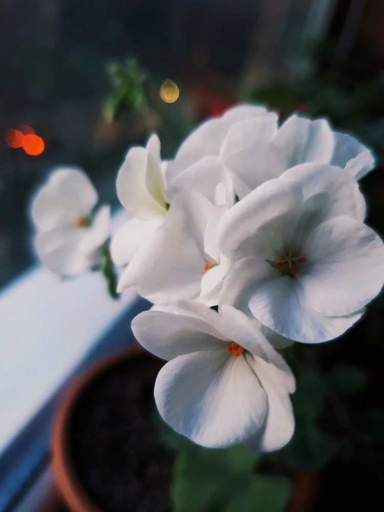 Photograph by Stanisava Sarandeva