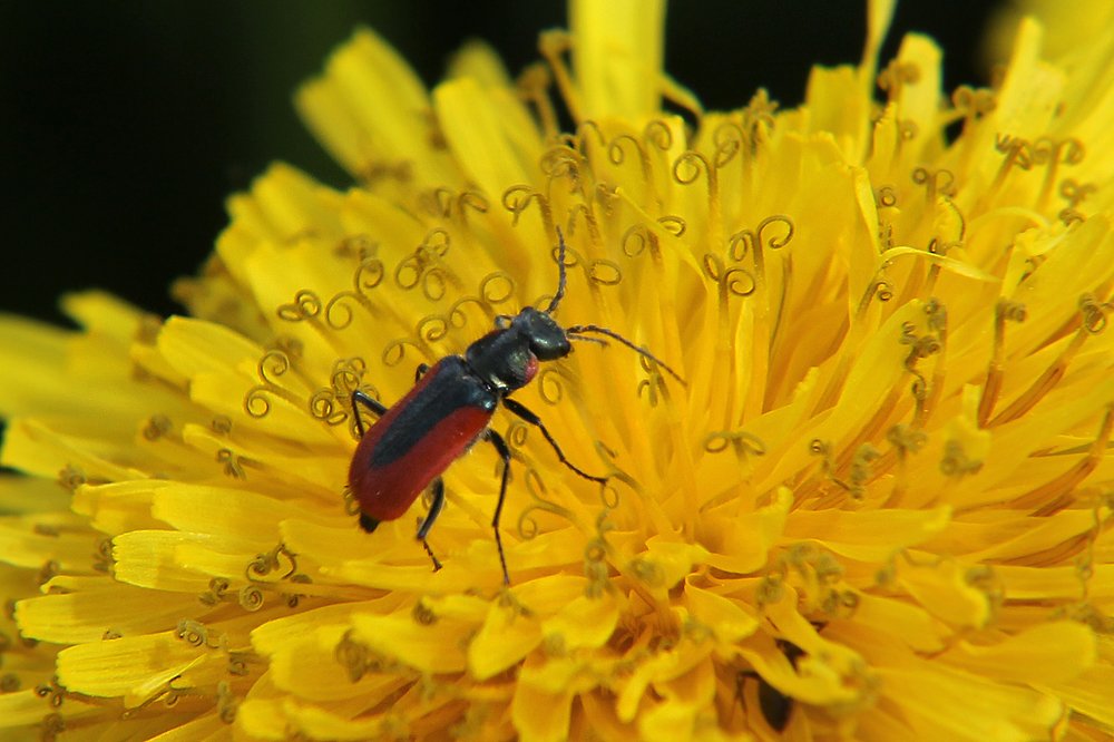 Photograph by Виталий Першин