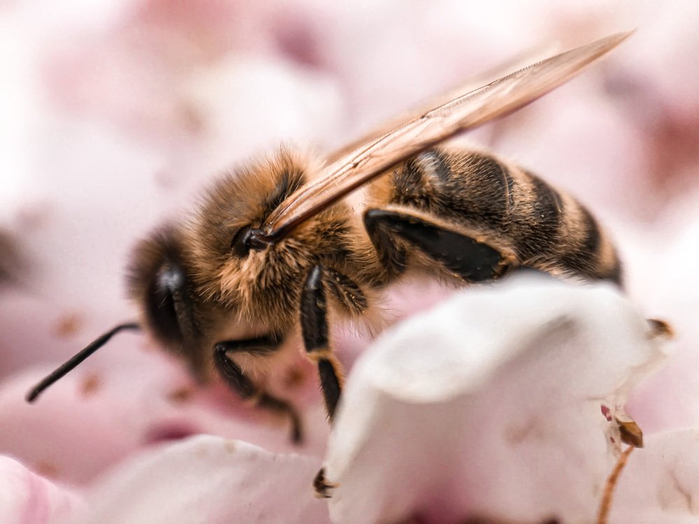 Photograph by Екатерина Деружинская