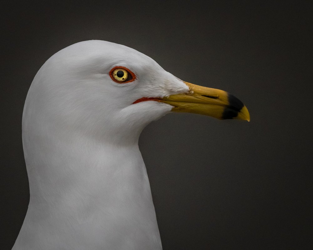 Photograph by JAMES BAILEY