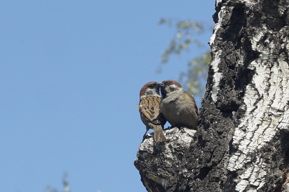 Сладкая парочка