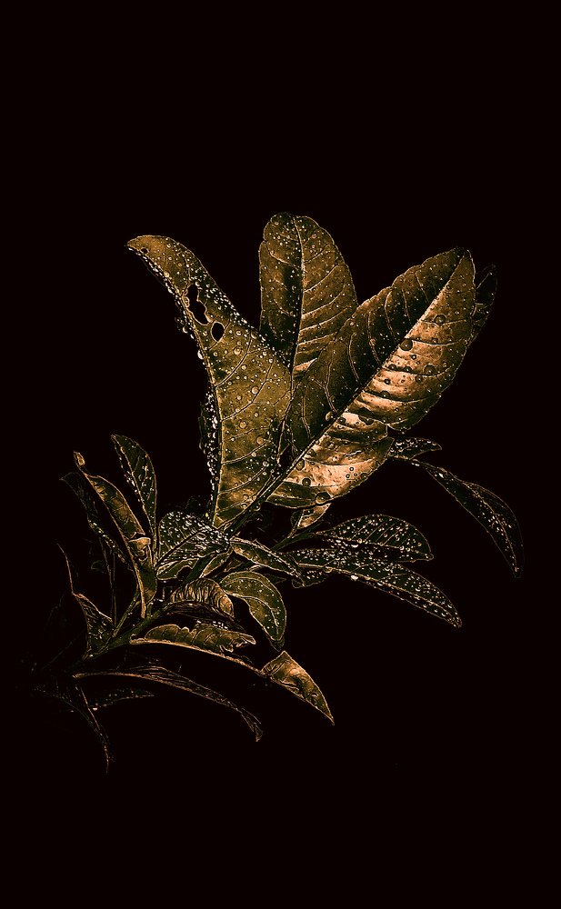 Photograph by Isfaqur Rahman