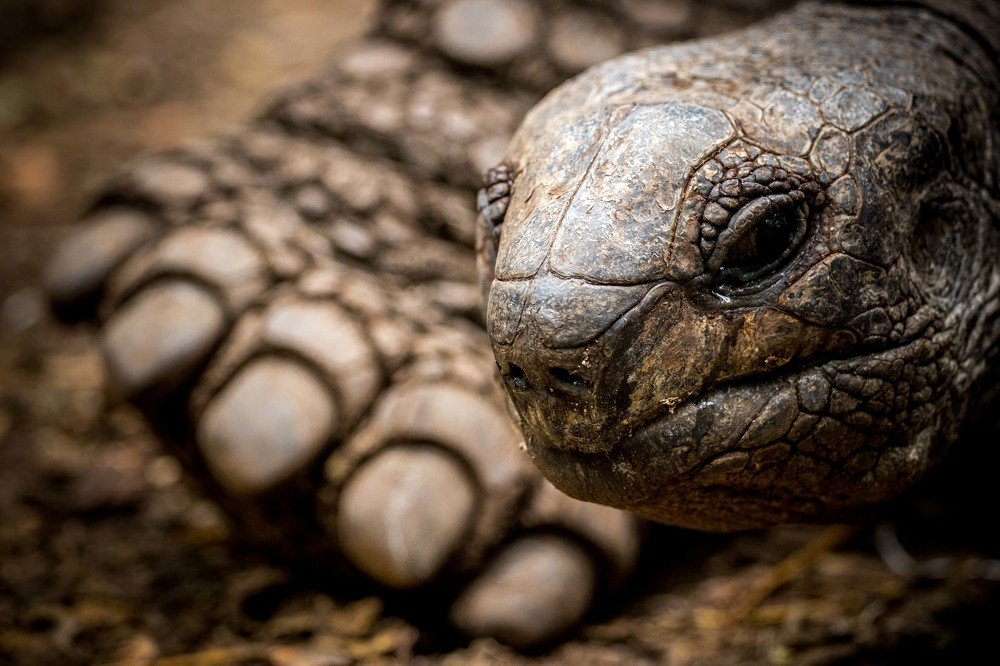 Динозавр ХХI века