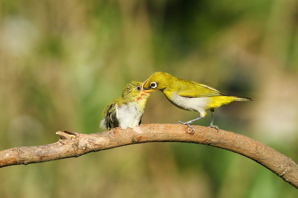 Indian white-eye