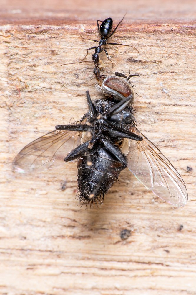 Photograph by Dibyendu Saha