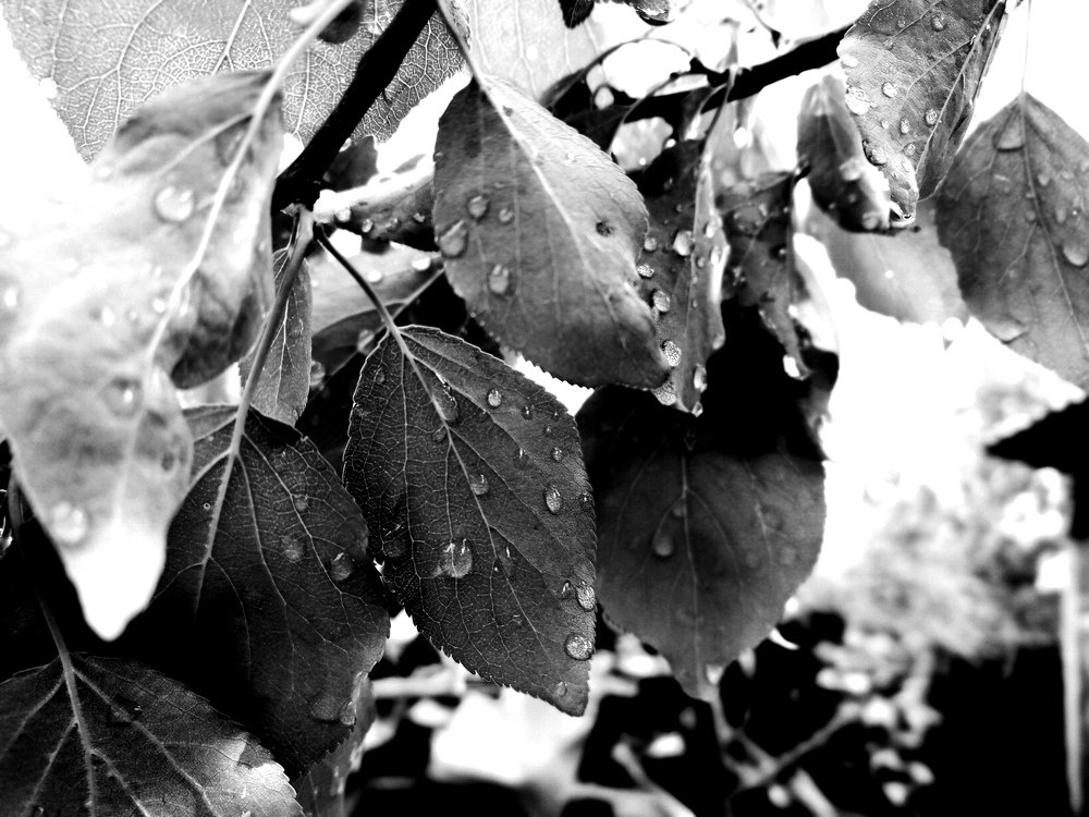 Photograph by Янинна Меровинг Илли