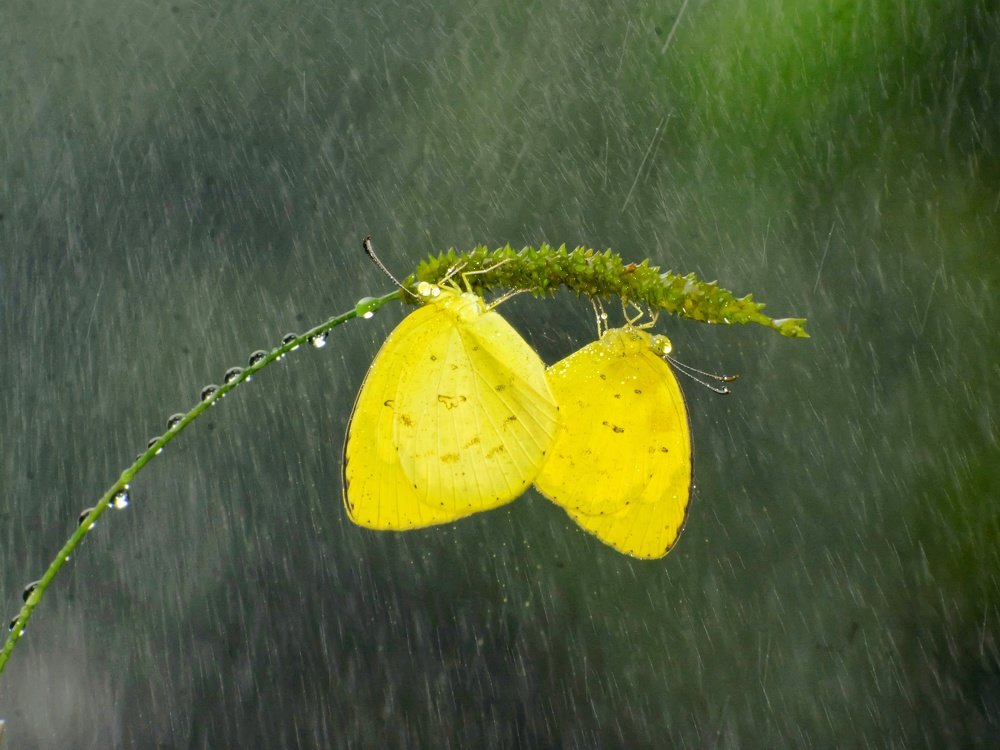 Photograph by Asim Debsharma