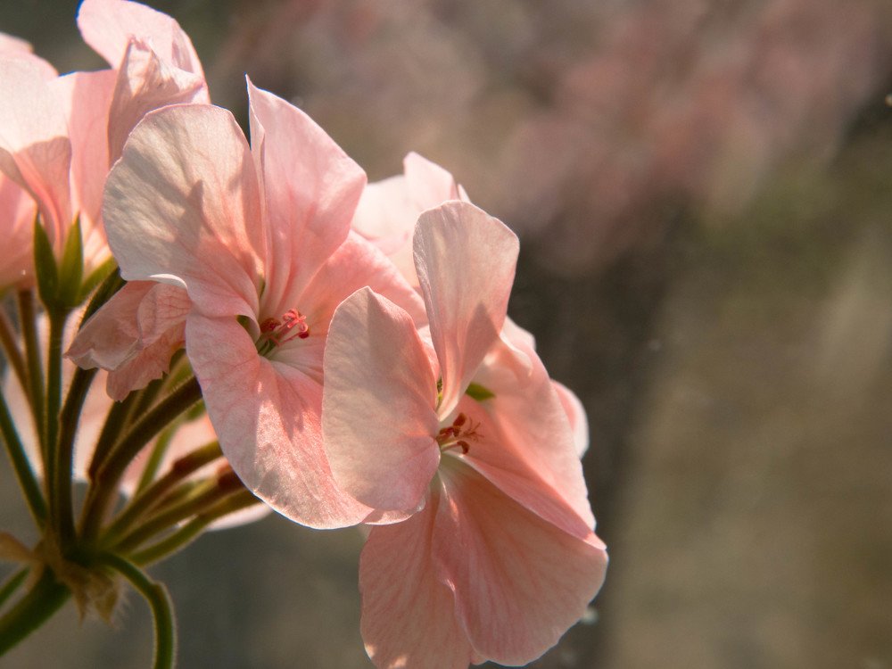 Весна на подоконнике