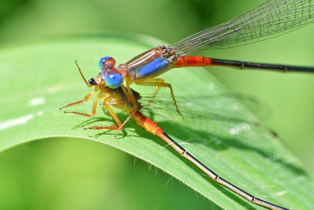 Фотография автора ANKIT GHOSH