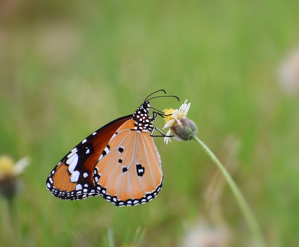 Фотография автора ANKIT GHOSH