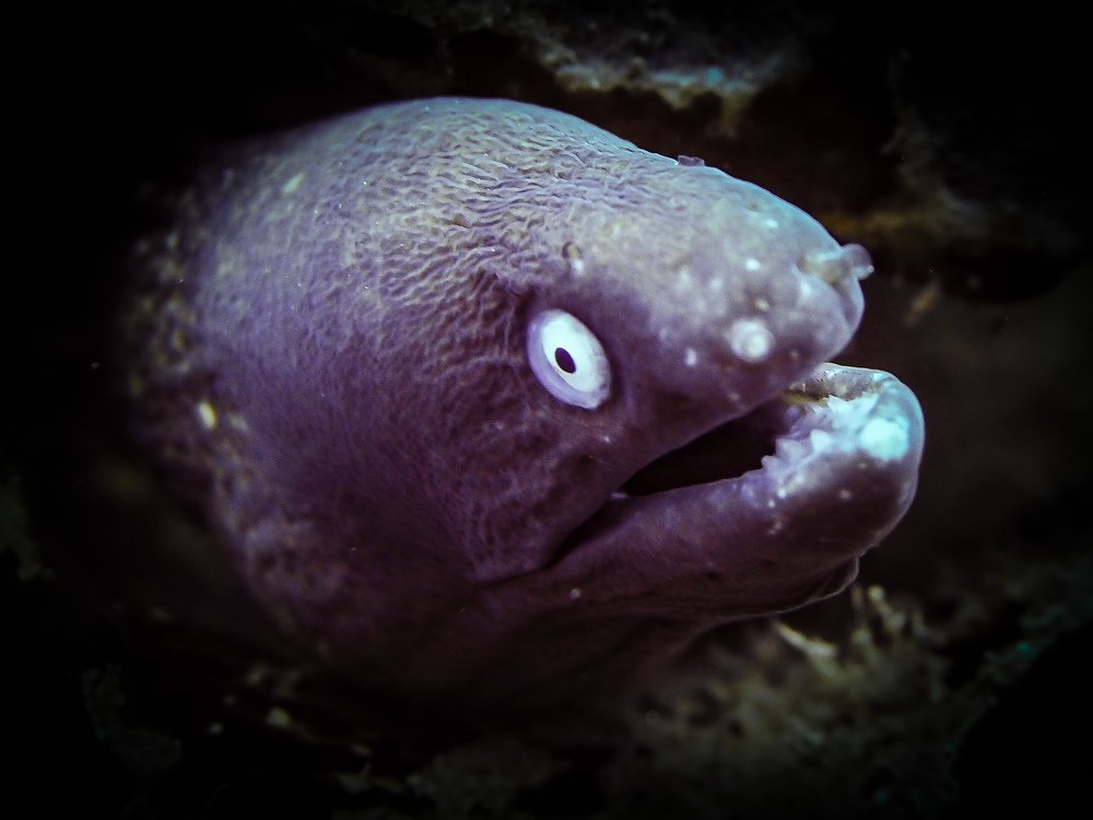 Photograph by Jaume Ferrer lloret