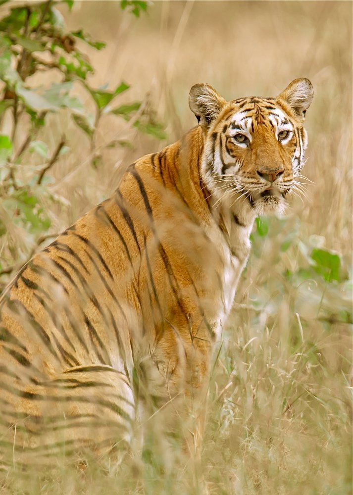 The Mother or Tadoba