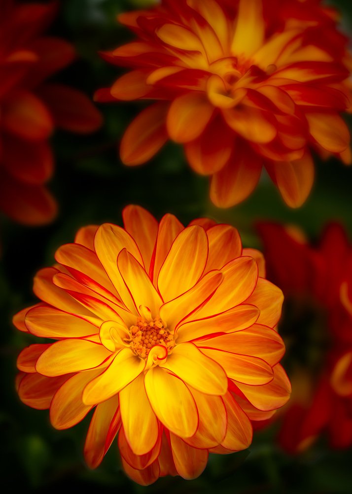 Фотография автора Ross McGree