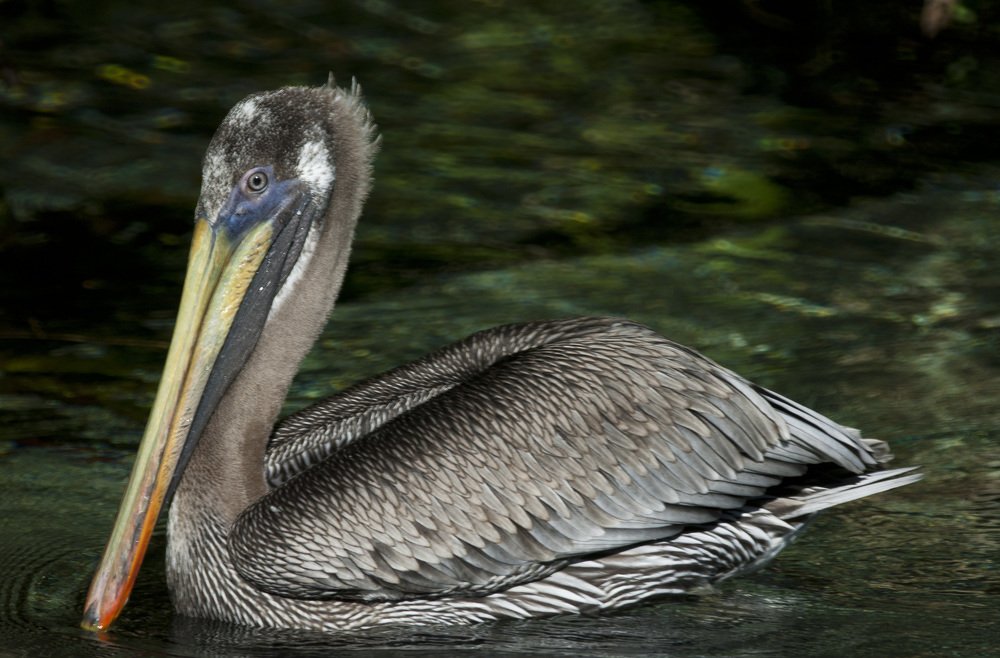 Photograph by Luis Alberto Ramirez