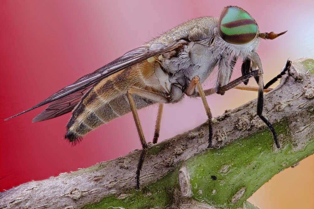 Photograph by Rui Santos