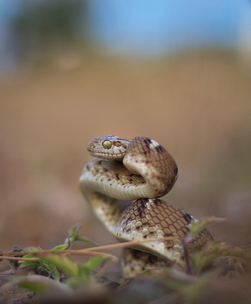 Photograph by Kapil Varsale