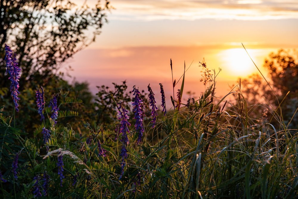 Весеннее разнотравие на закате