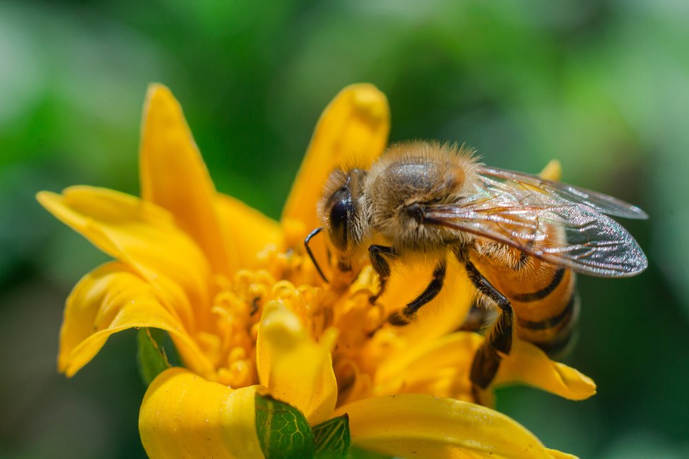 Photograph by Cristhian Estiwar