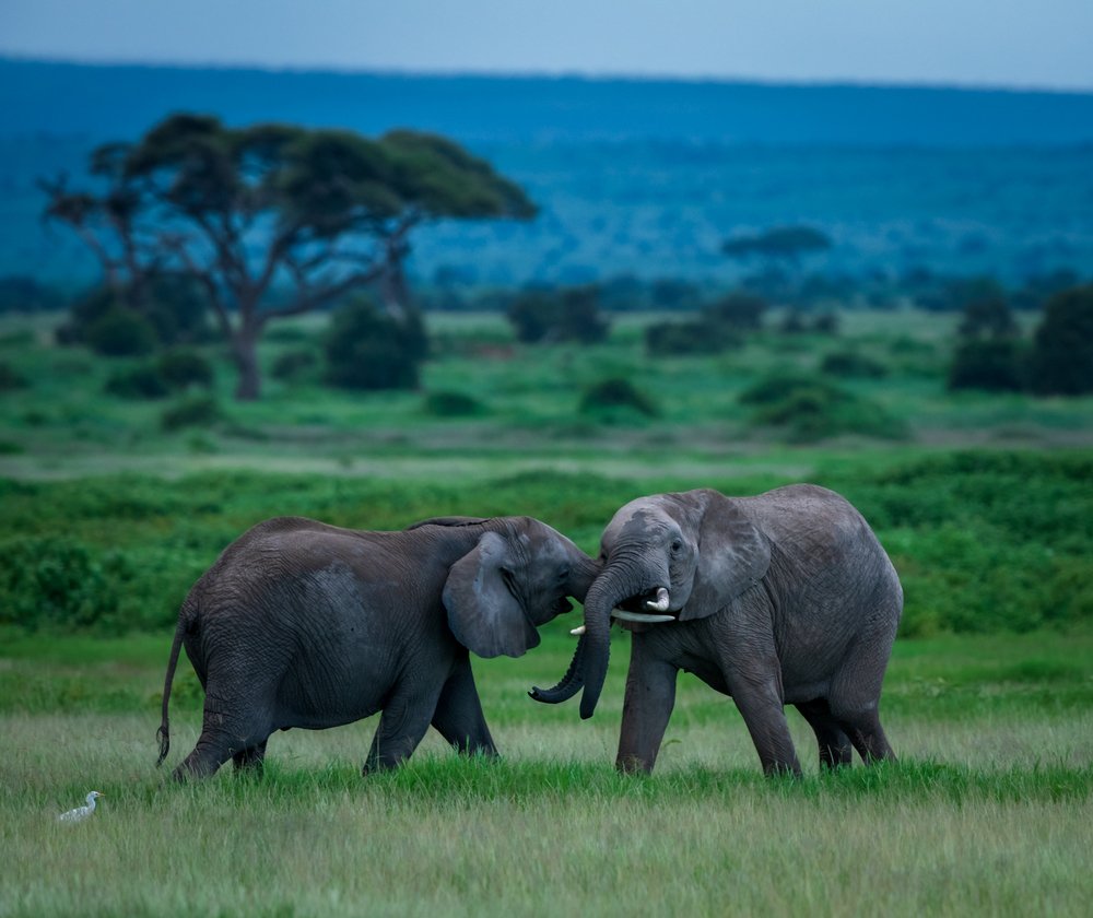 Фотография автора Ravikumar Kannaiyan