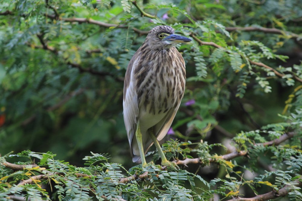 Photograph by Mahesh Patankar