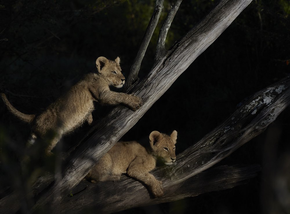 Photograph by Suresh Kumar Ramachandran