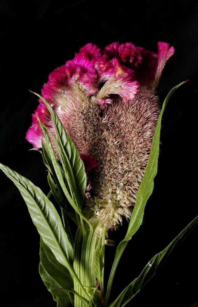 Photograph by Jhonnatan Campos