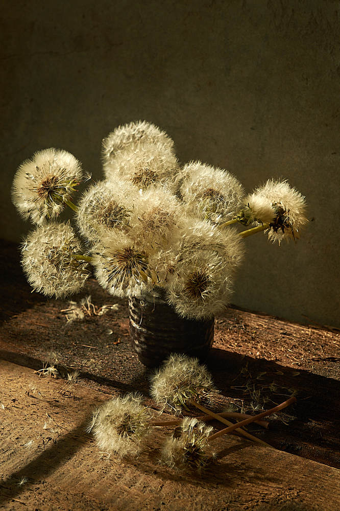 Dandelions in the rays of the setting sun