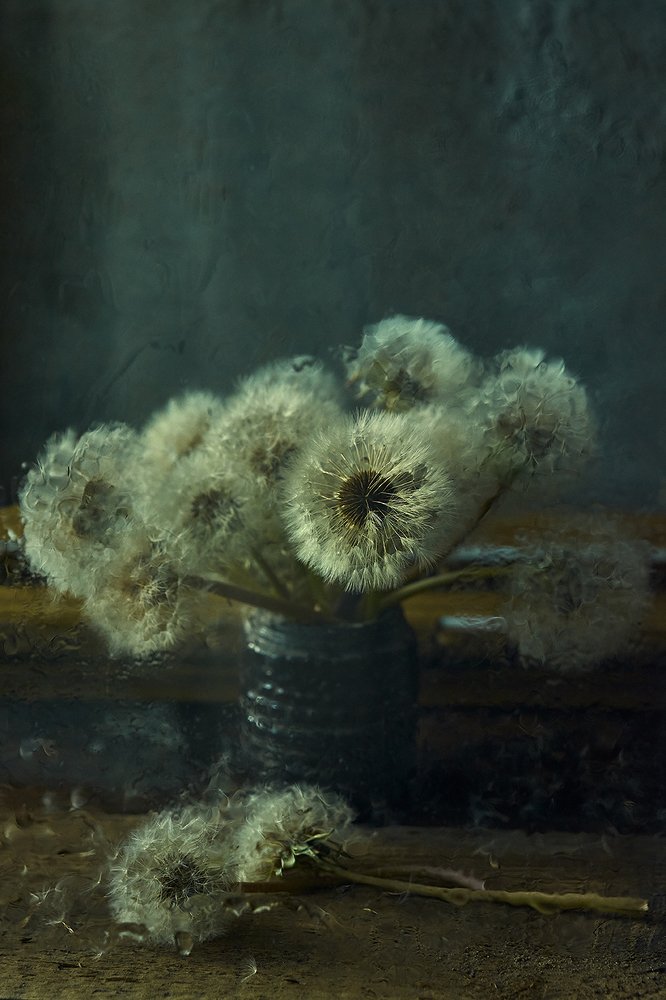 Still life with dandelions