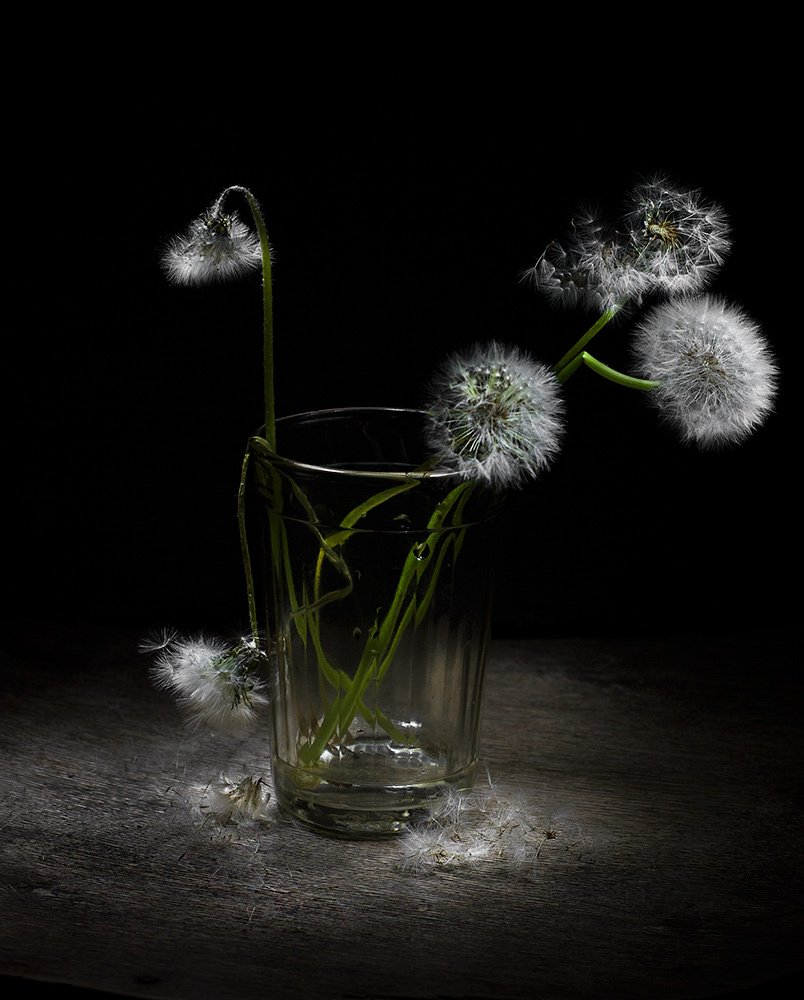 dandelions. light brush