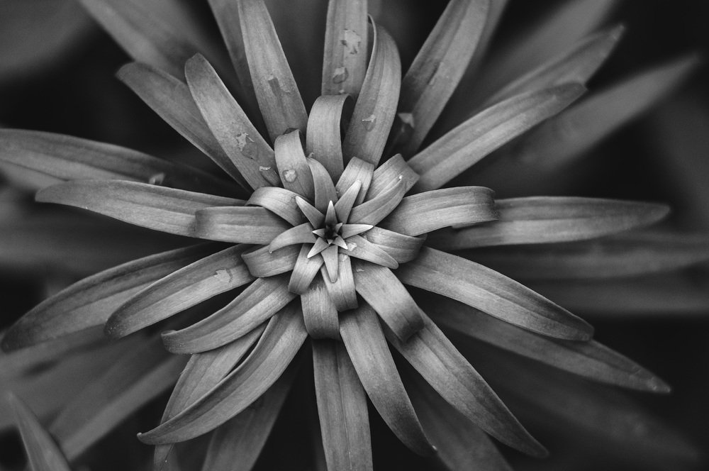 Photograph by Владимир Янчук