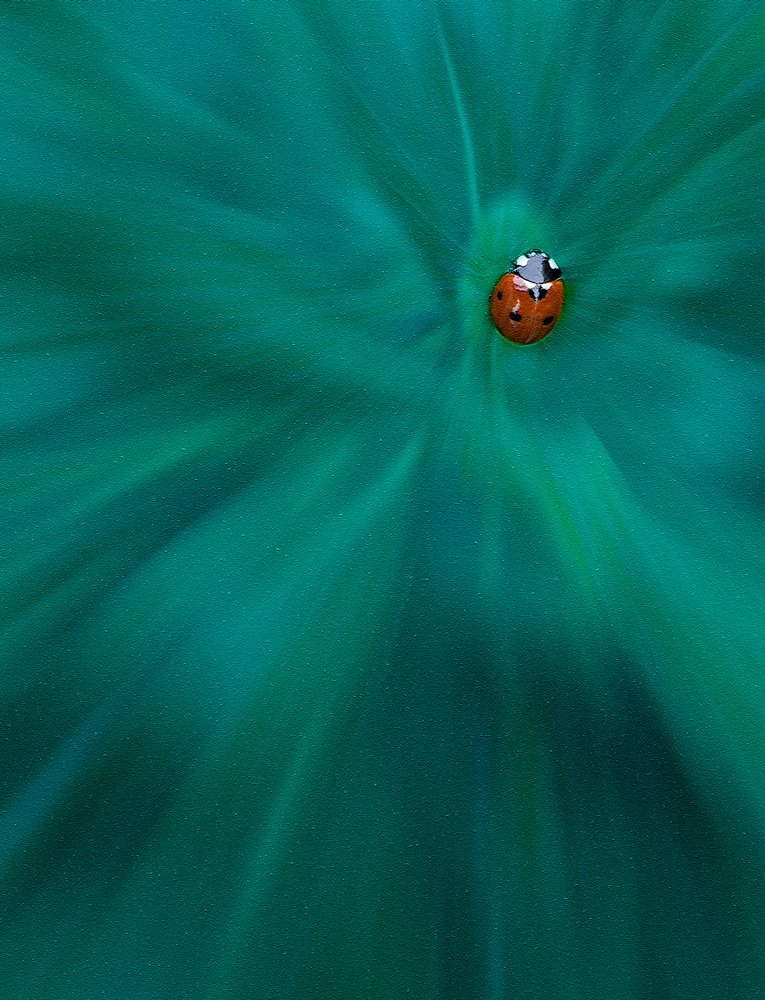 Photograph by hassan yazdi zeynab