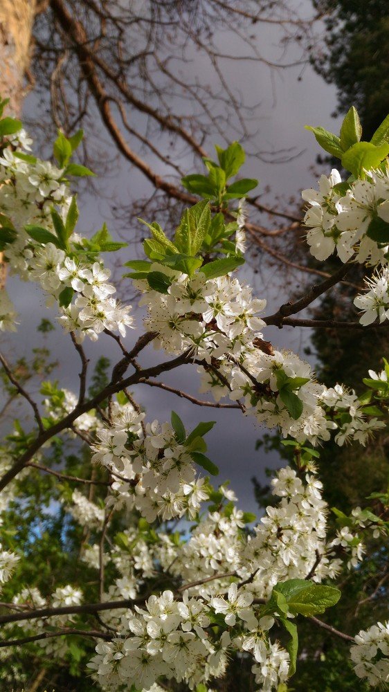 Фотография автора Наталья Сероглазова
