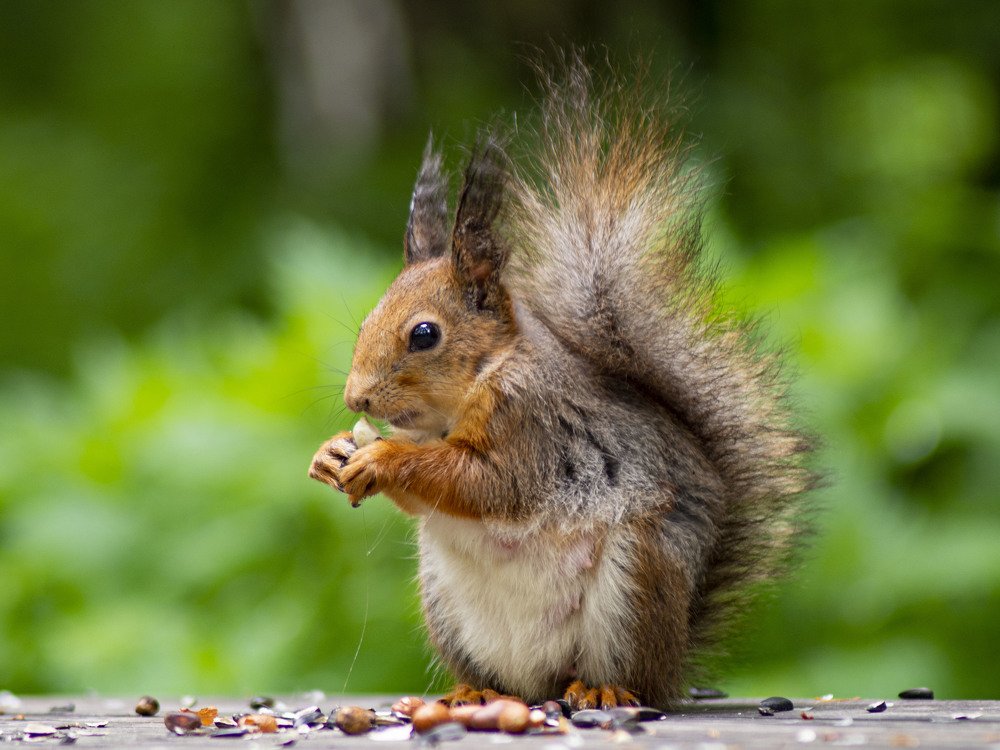 Photograph by Виктор Печищев