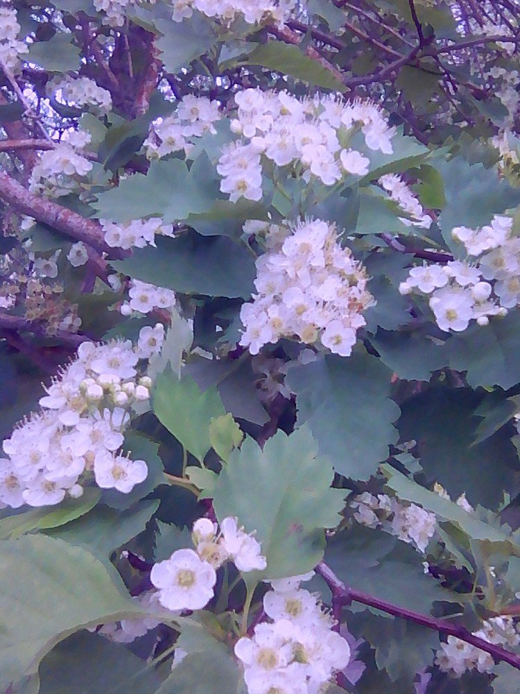 Photograph by Елена Кирпичникова