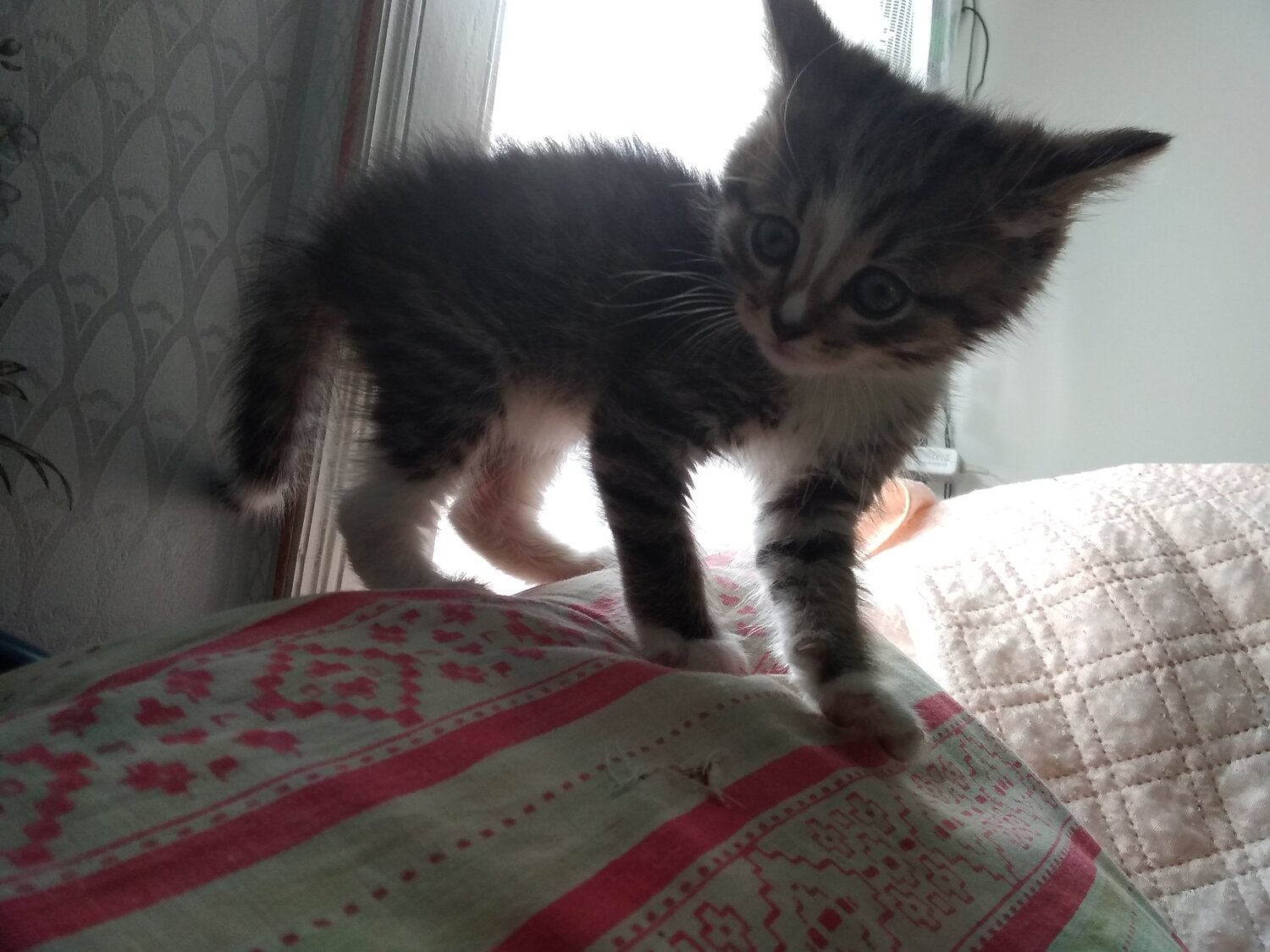 Photo #4613552