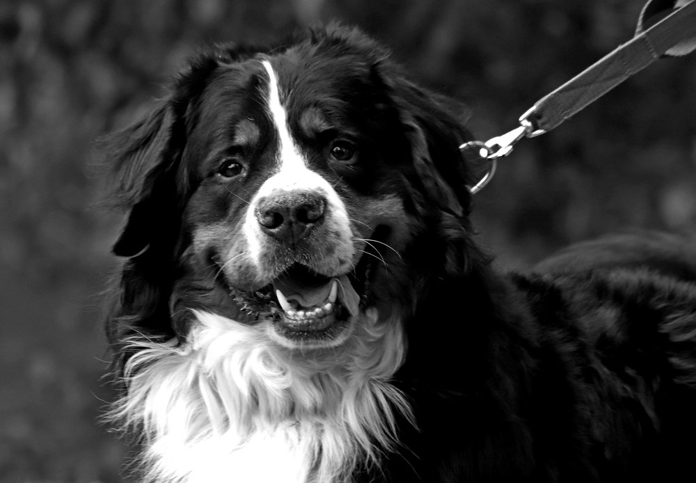 Photograph by Николай Диордиев