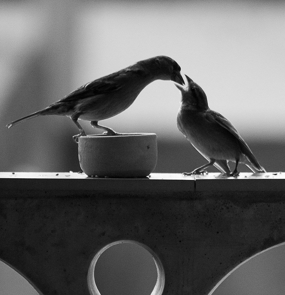 Photograph by Cristina Araujo