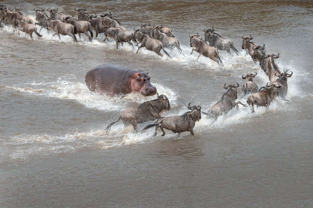 The Hippo Strike