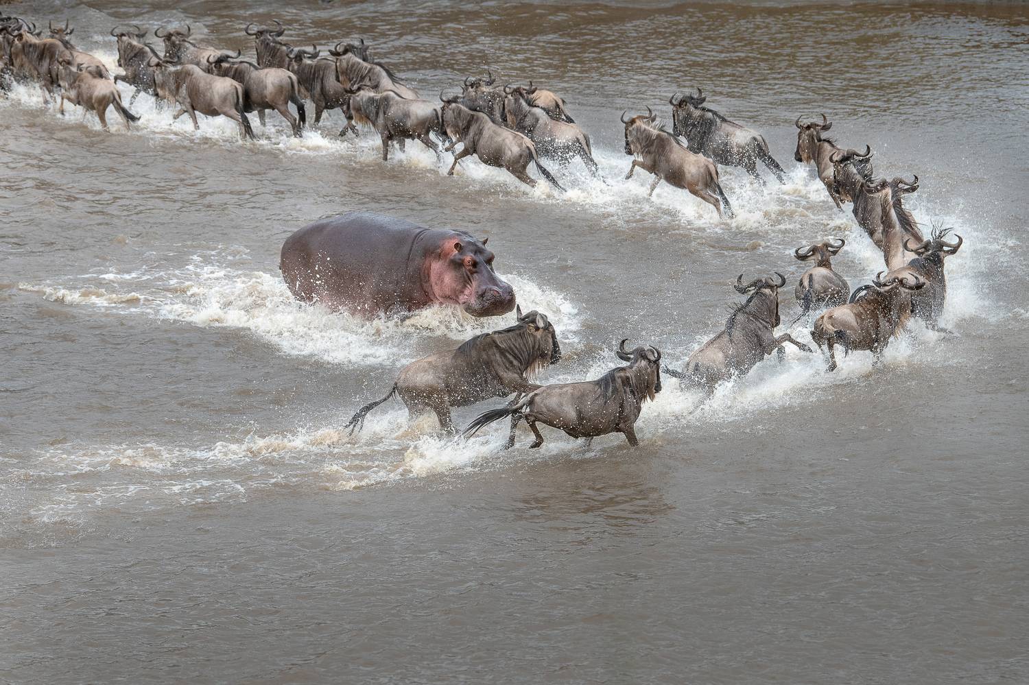The Hippo Strike