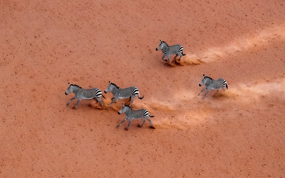 Namibian Equus Zebra