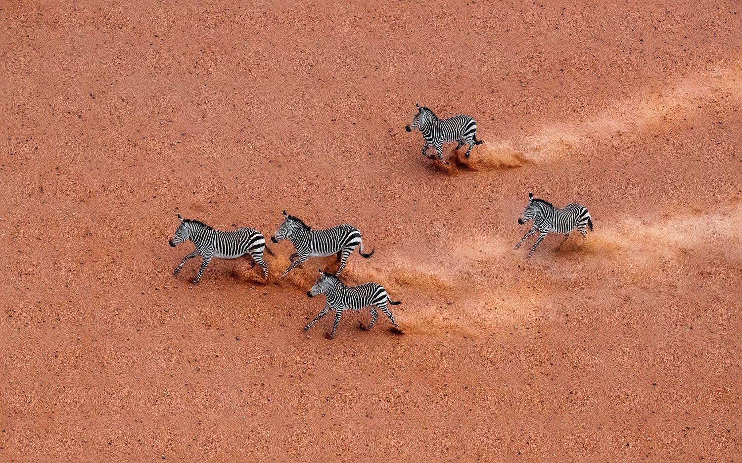 Namibian Equus Zebra