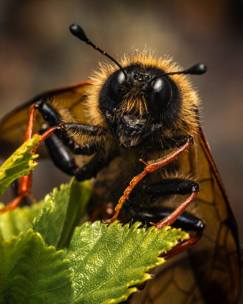 Cimbex femoratus, the birch sawfly, is a species of sawflies in the family Cimbicidae.