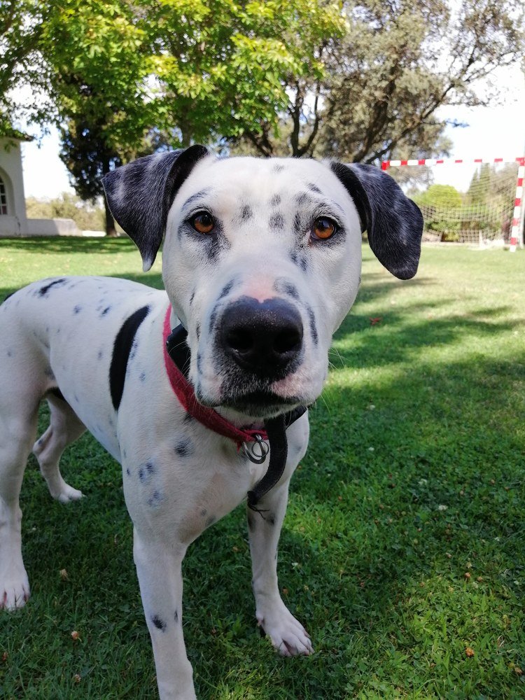 Photo #4614789