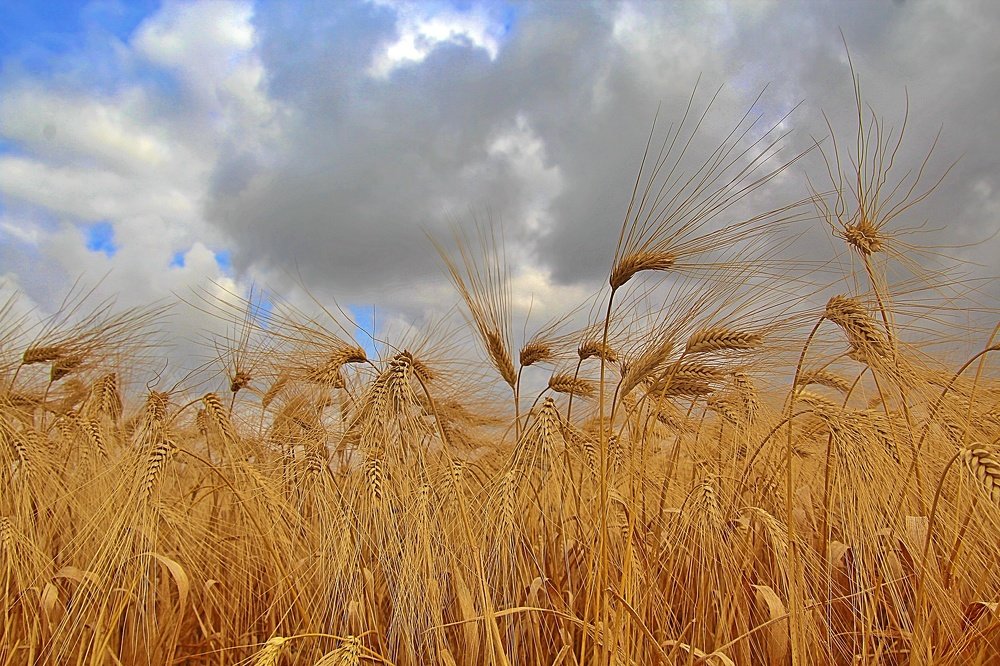 Photograph by Debbie Strauss