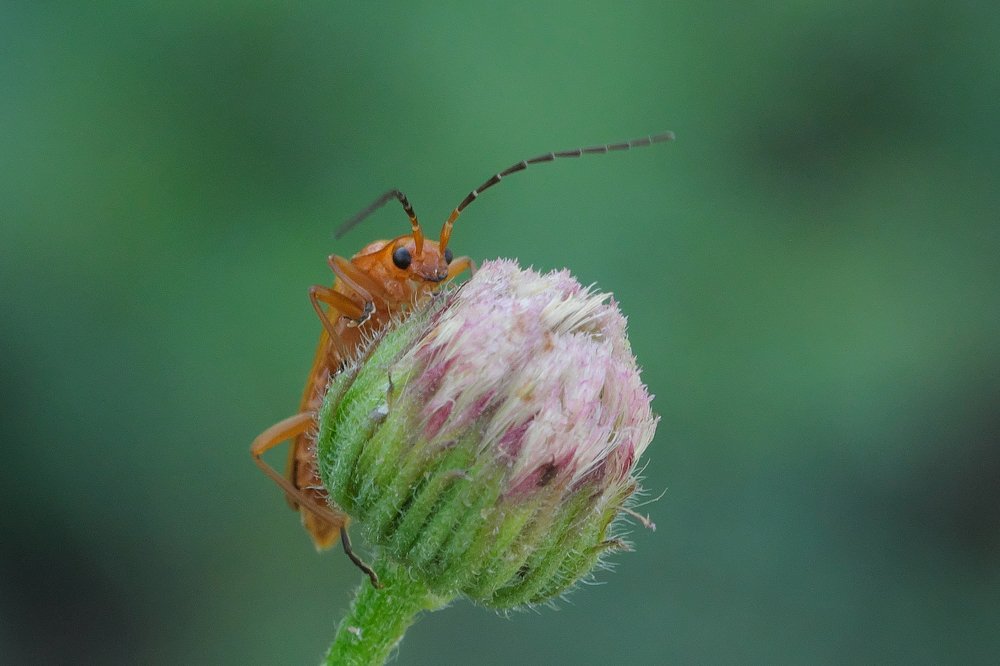 Фотография автора vladimir algazin