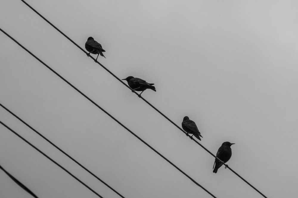 Скворцы  на проводах