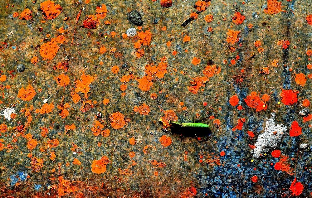 Photograph by Виктор Шандоров