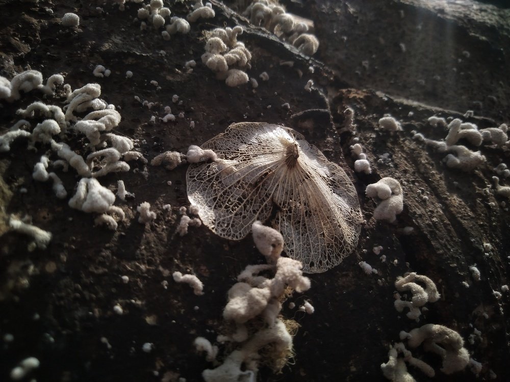 The Decay of Wildflower