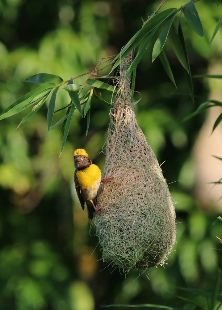 Baya weaver