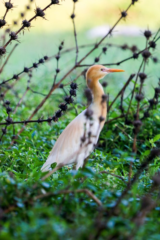 Cattle egret
